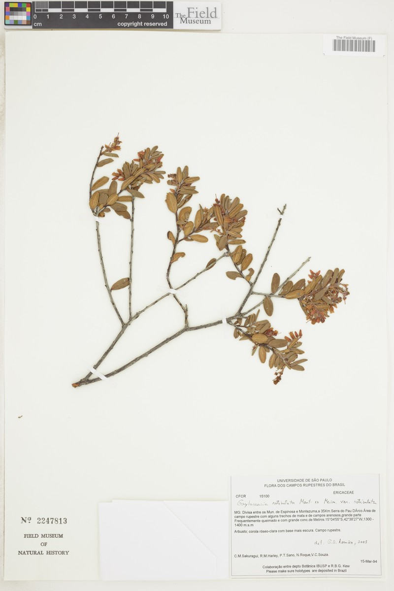 Gaylussacia reticulata var. reticulata photo 3