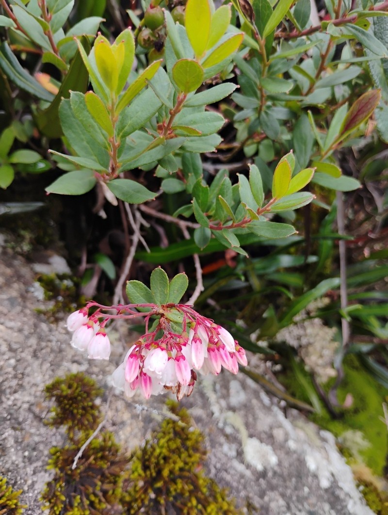Gaylussacia retusa