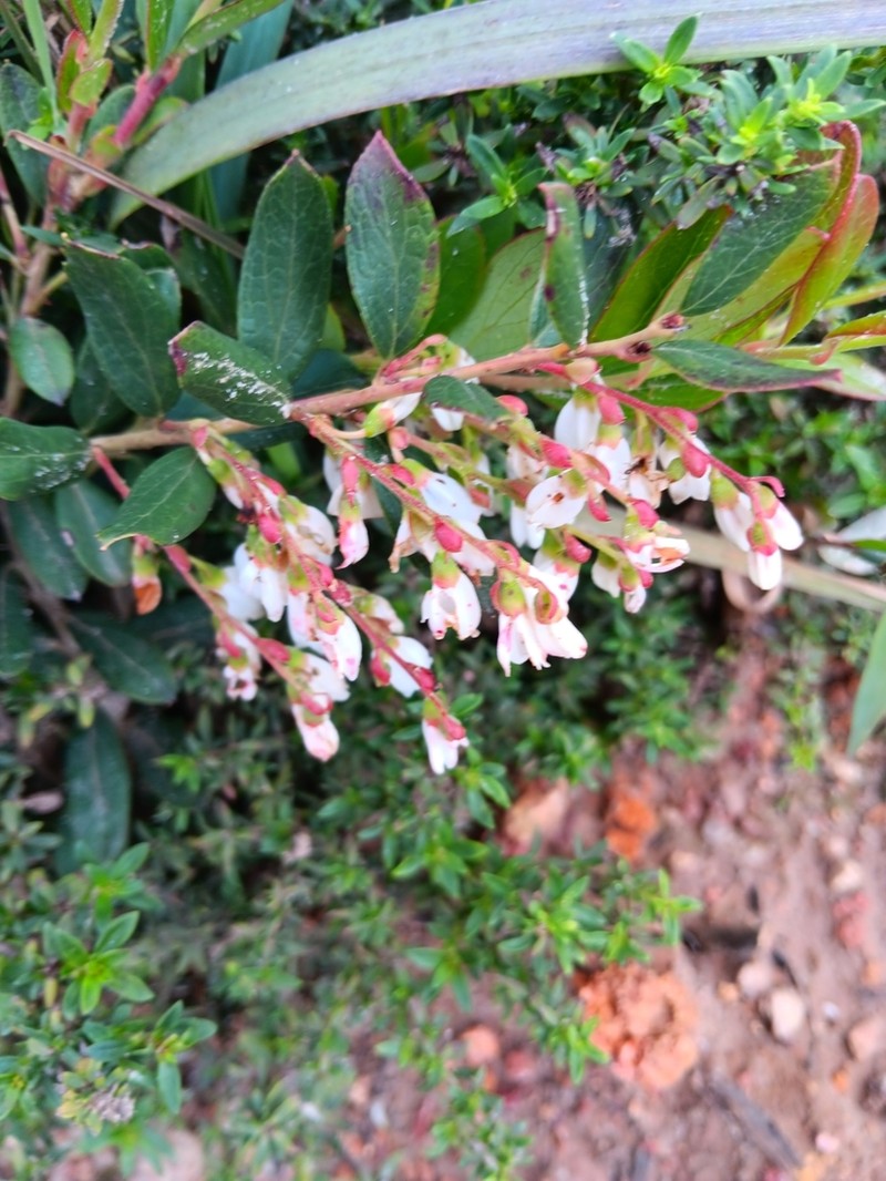 Gaylussacia retusa photo 2