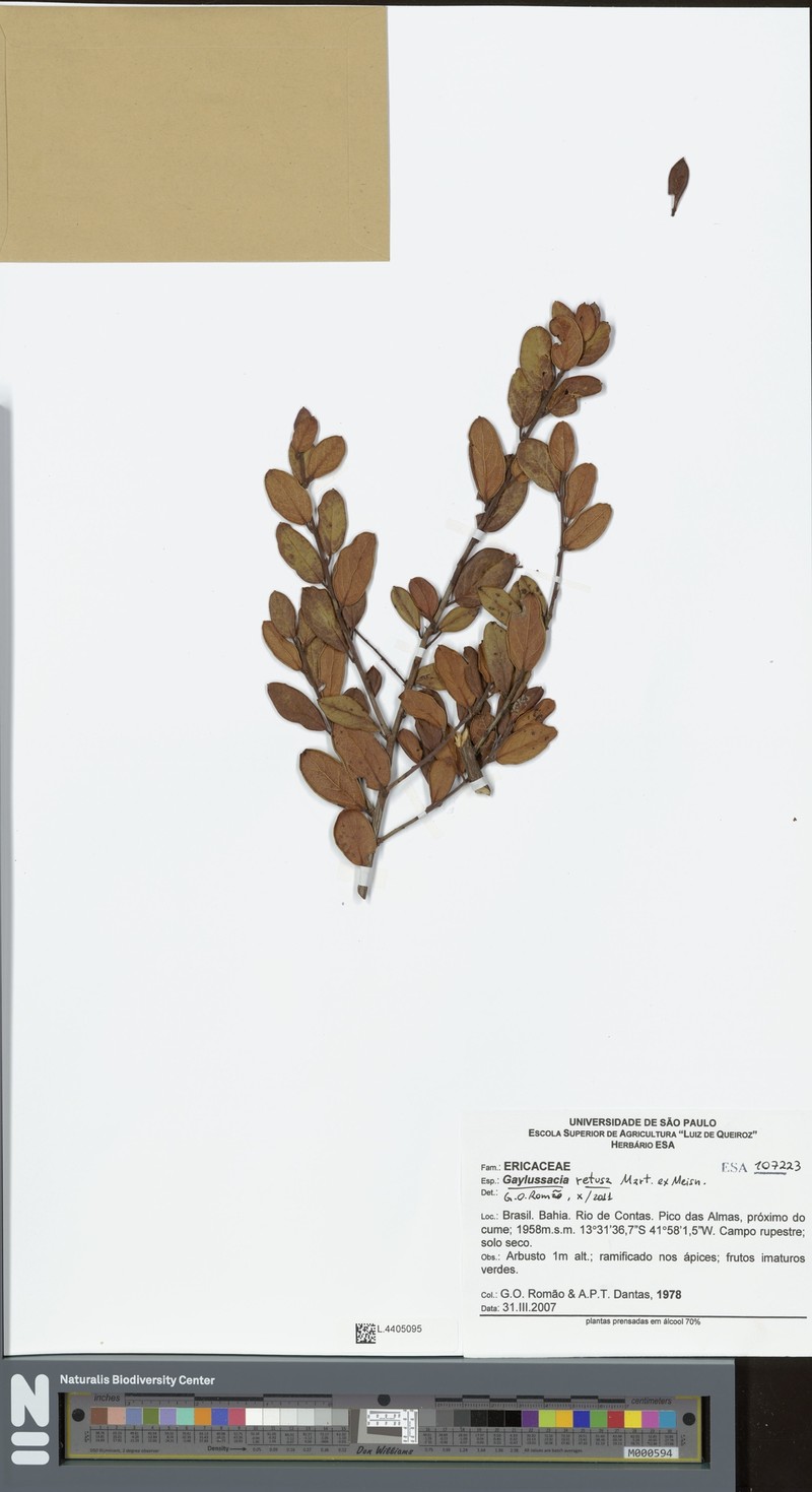 Gaylussacia retusa photo 4