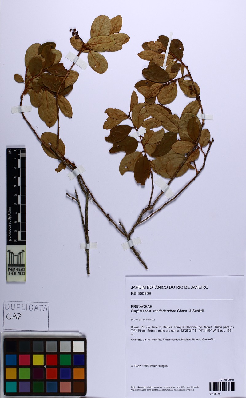Gaylussacia rhododendron