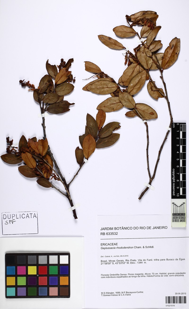 Gaylussacia rhododendron photo 2