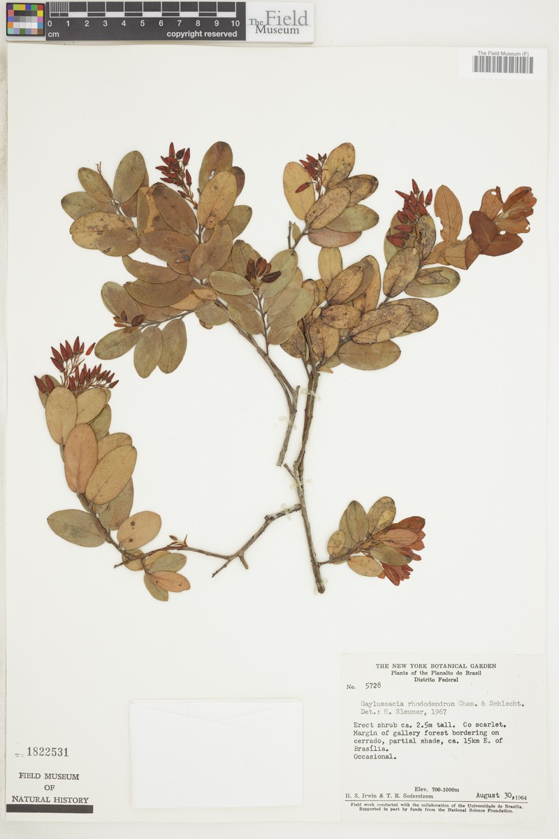 Gaylussacia rhododendron photo 3