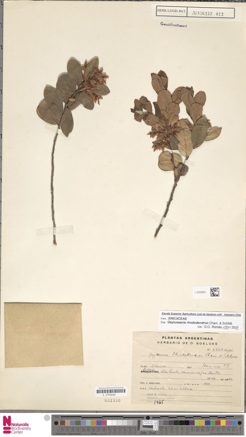 Gaylussacia rhododendron photo 4