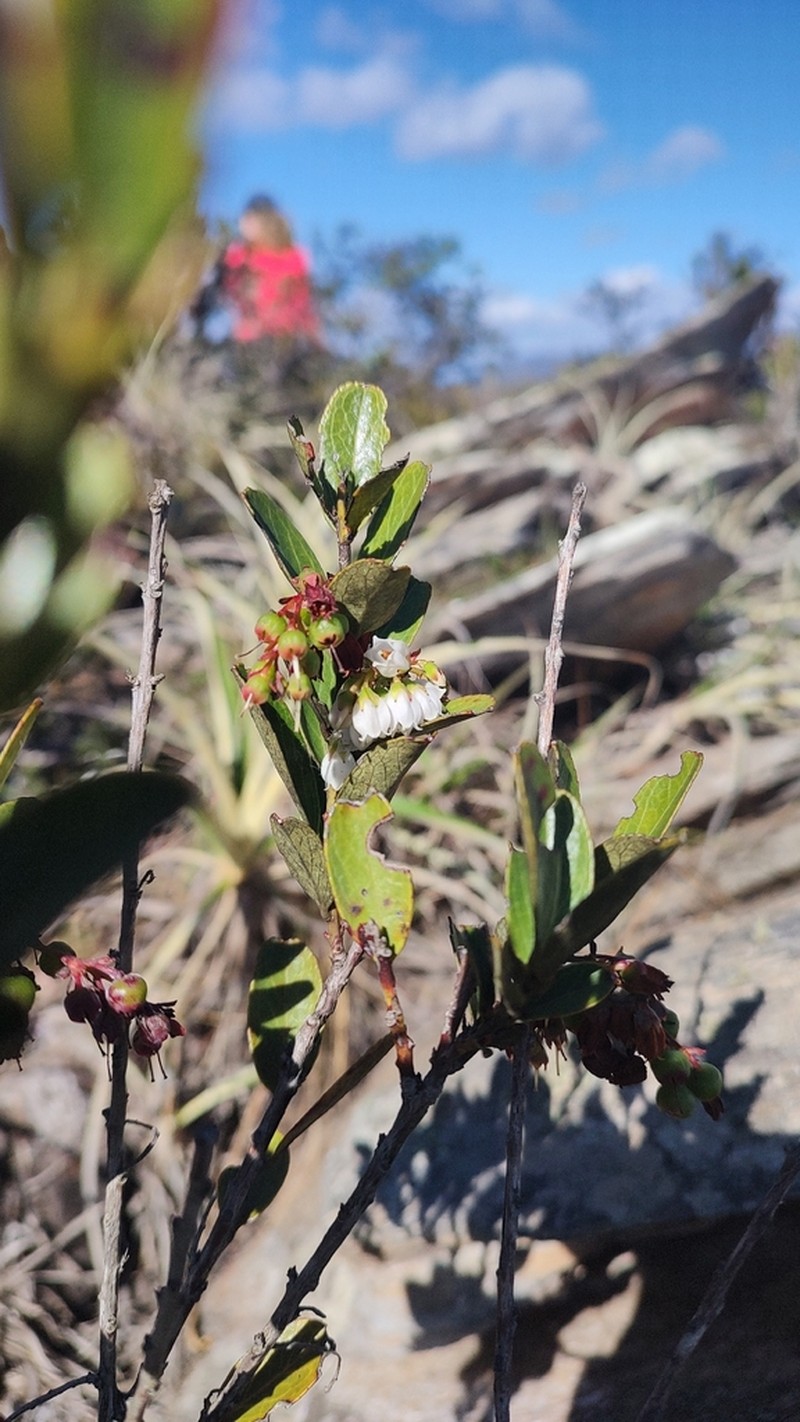 Gaylussacia riedelii
