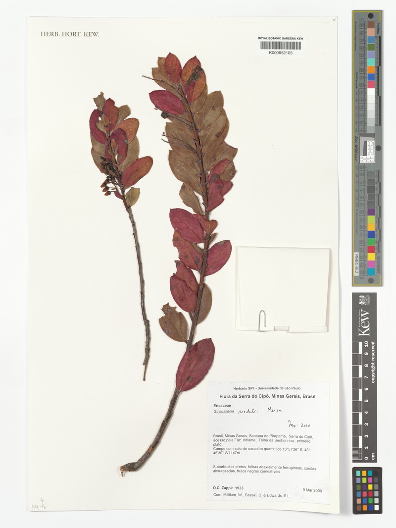 Gaylussacia riedelii photo 2