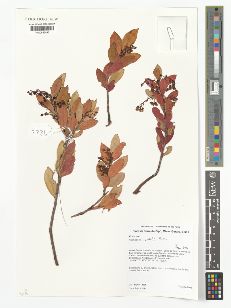 Gaylussacia riedelii photo 3