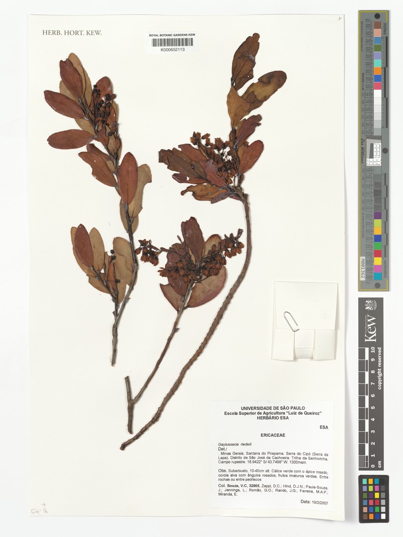 Gaylussacia riedelii photo 4