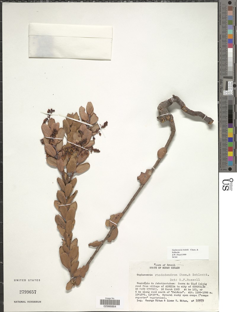 Gaylussacia riedelii photo 5