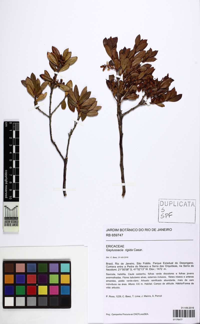 Gaylussacia rigida