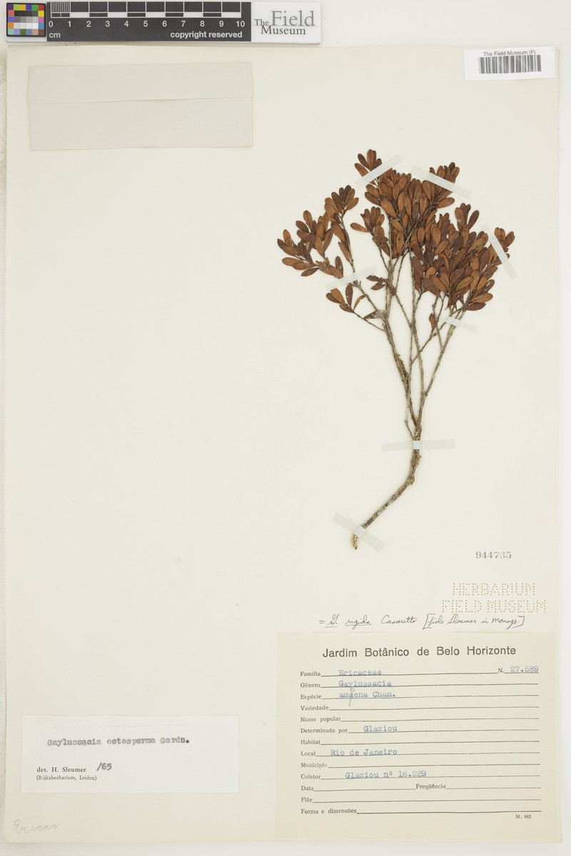 Gaylussacia rigida photo 3