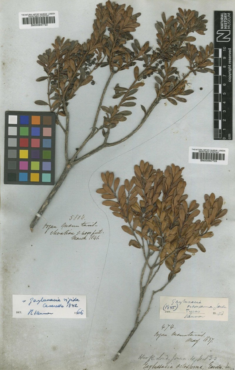 Gaylussacia rigida photo 5