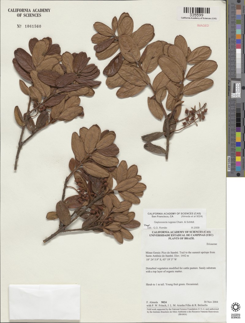 Gaylussacia rugosa