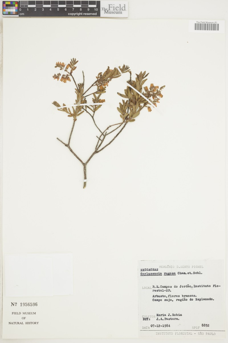 Gaylussacia rugosa photo 2