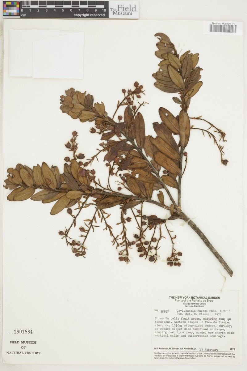 Gaylussacia rugosa photo 3