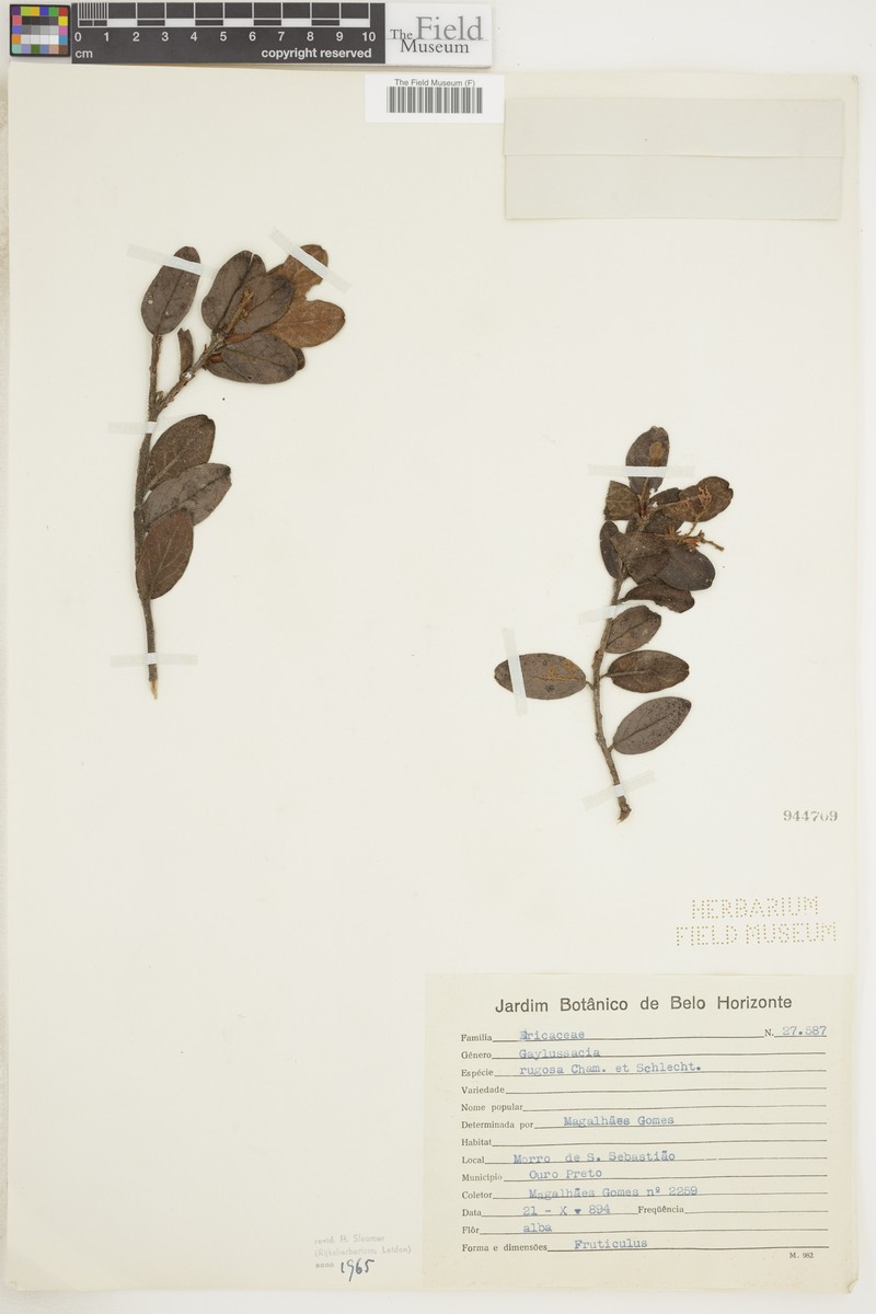 Gaylussacia rugosa photo 4