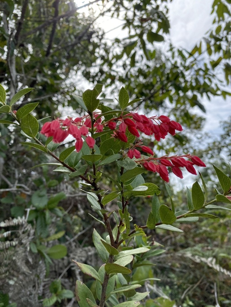 Gaylussacia salicifolia