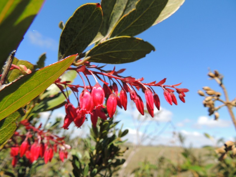 Gaylussacia salicifolia photo 2