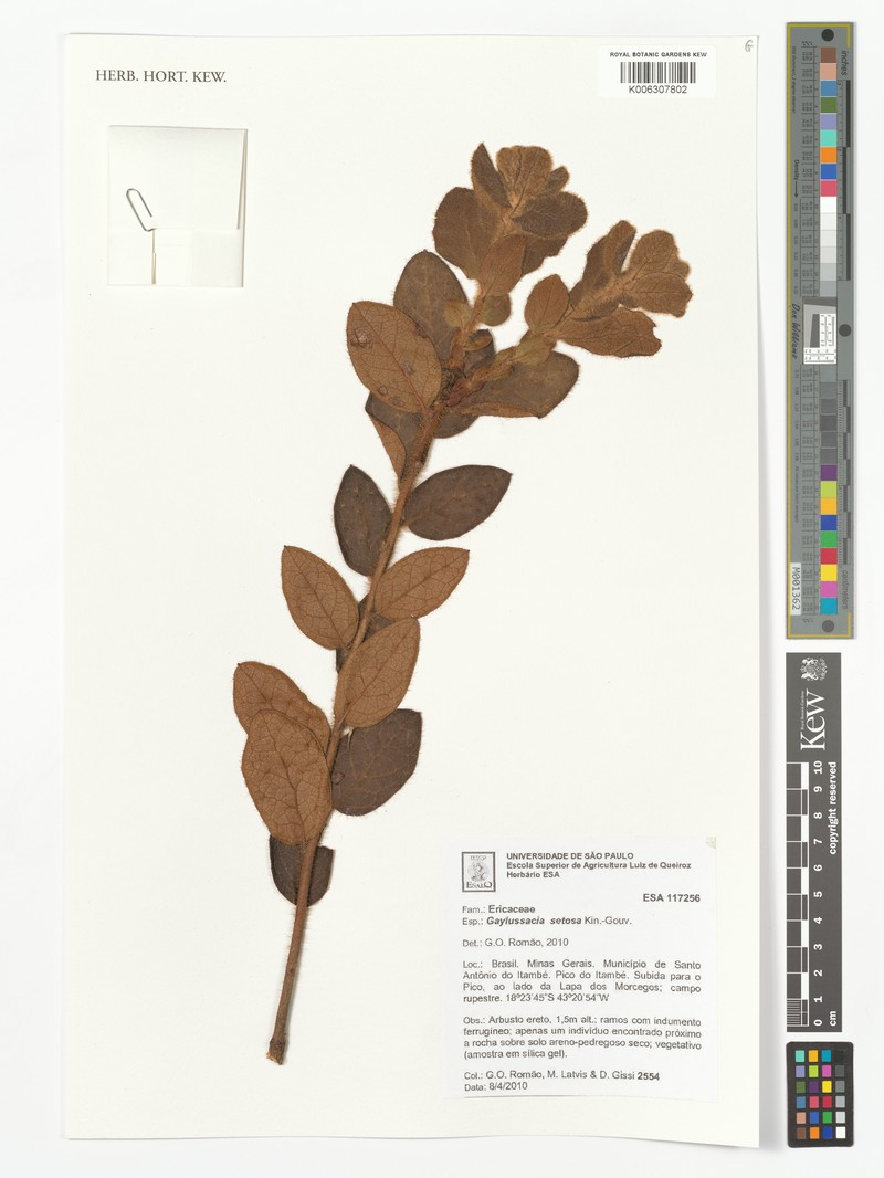 Gaylussacia setosa