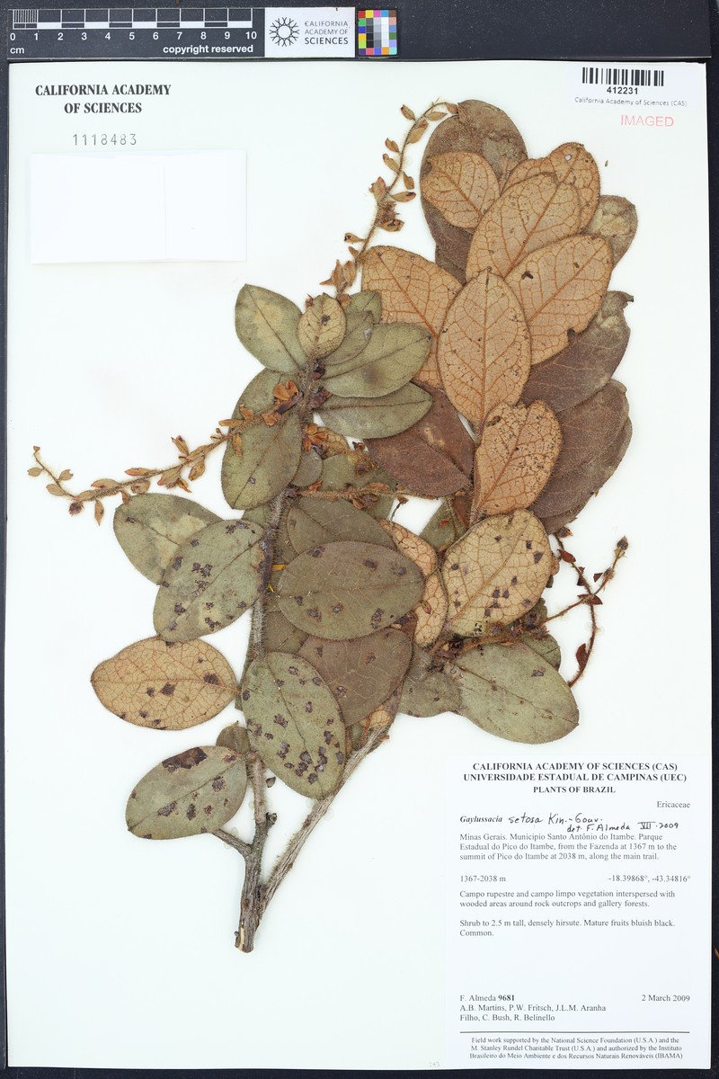 Gaylussacia setosa photo 2