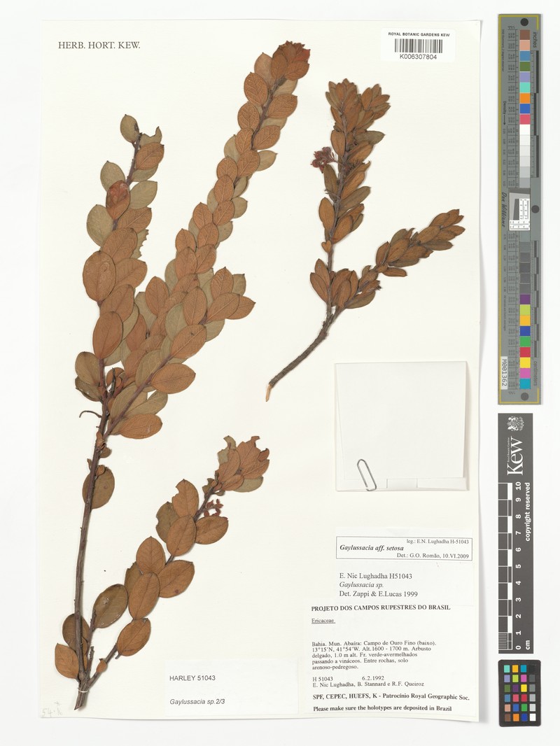 Gaylussacia setosa photo 3