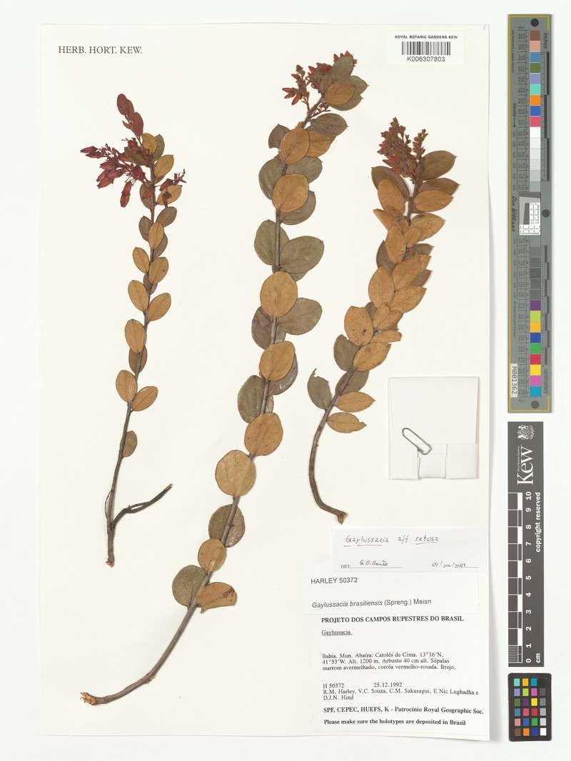 Gaylussacia setosa photo 4