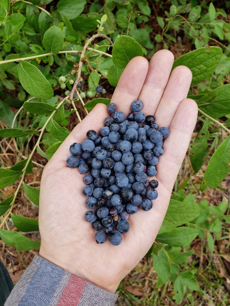 Hairytwig Huckleberry