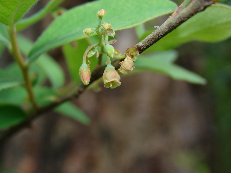 Hairytwig Huckleberry photo 2