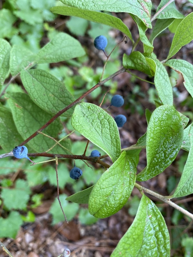 Hairytwig Huckleberry photo 4