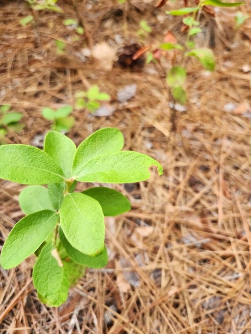 Hairytwig Huckleberry photo 6