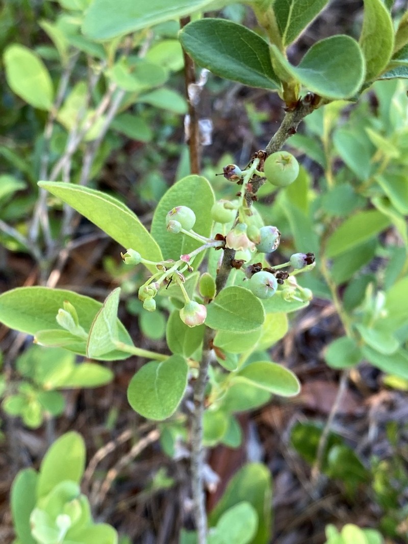 Hairytwig Huckleberry photo 8