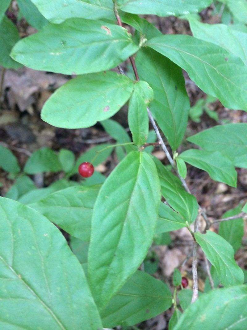 Bear Huckleberry