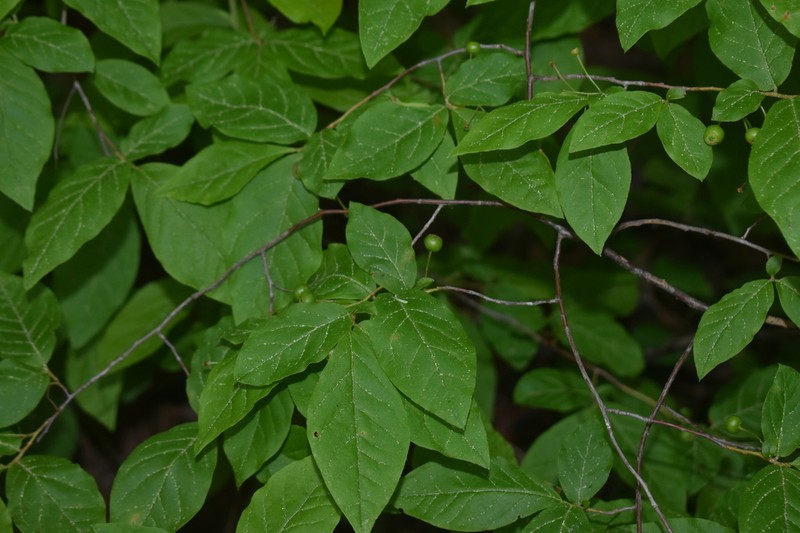 Bear Huckleberry photo 2