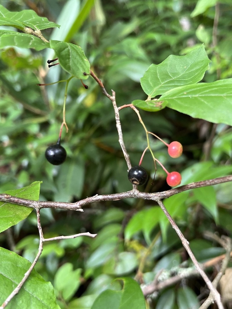 Bear Huckleberry photo 4