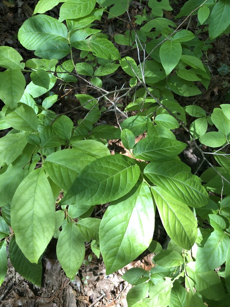 Bear Huckleberry photo 6