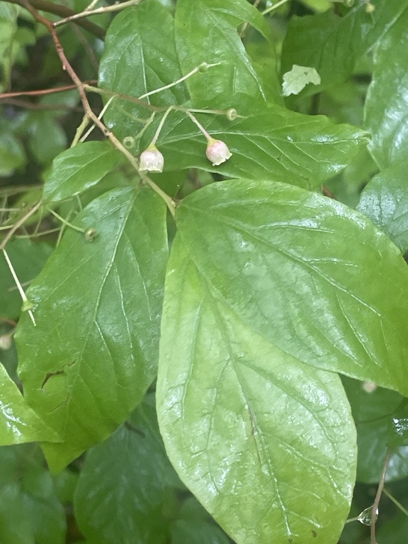 Bear Huckleberry photo 7