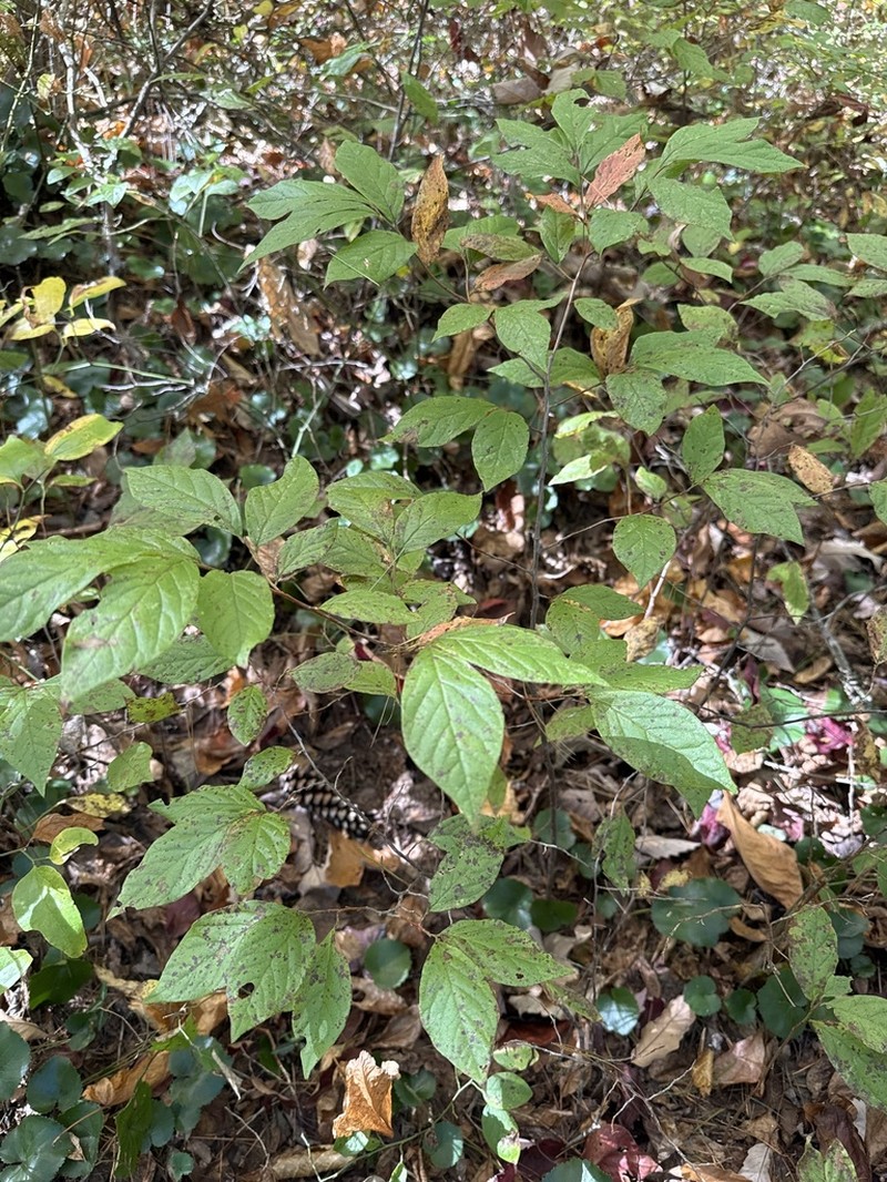 Bear Huckleberry photo 8