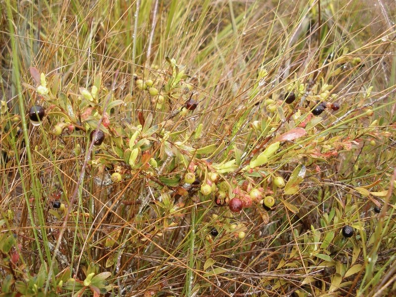 Gaylussacia virgata