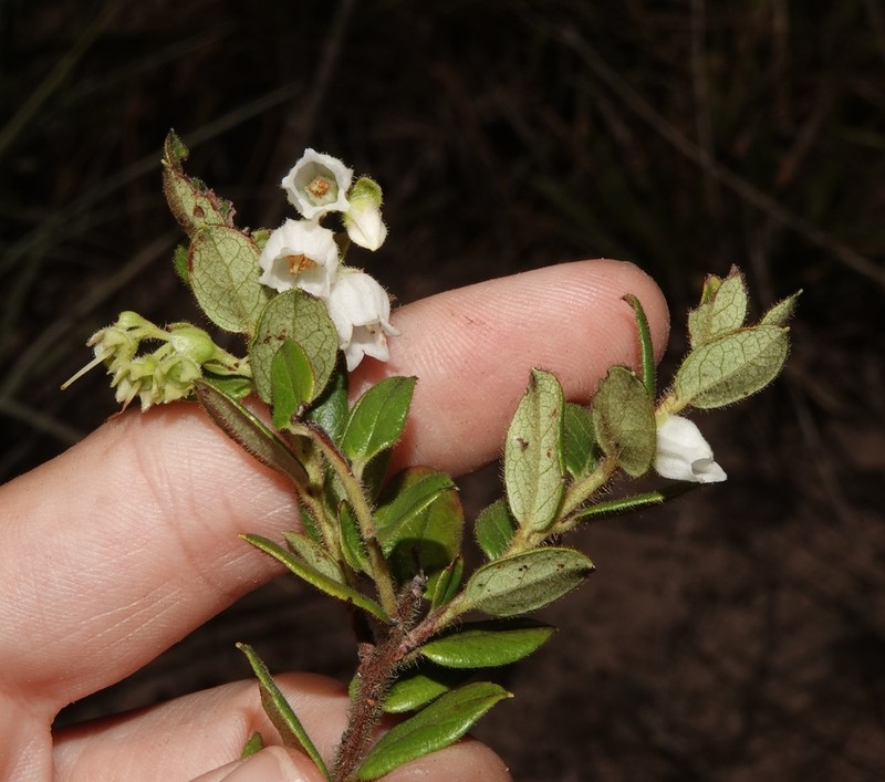 Gaylussacia virgata photo 2