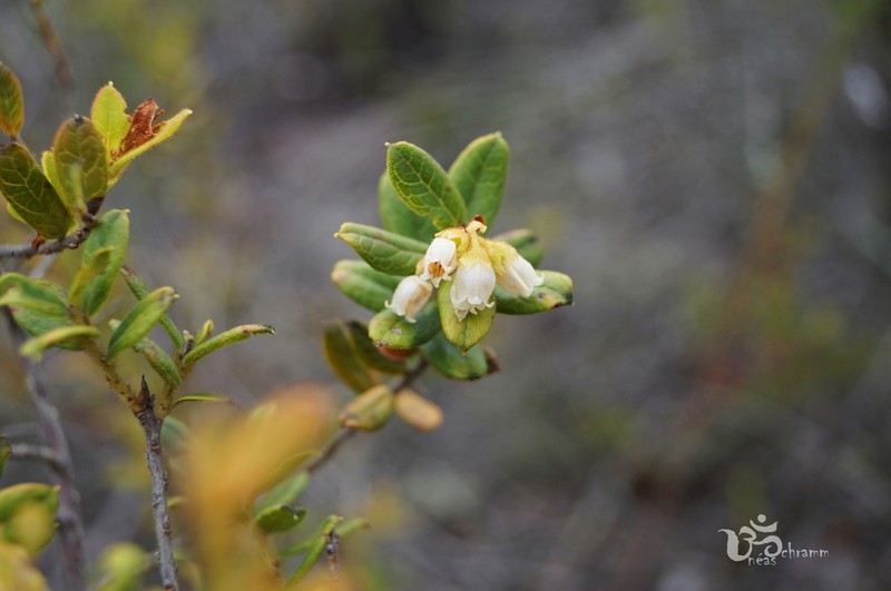 Gaylussacia virgata photo 3