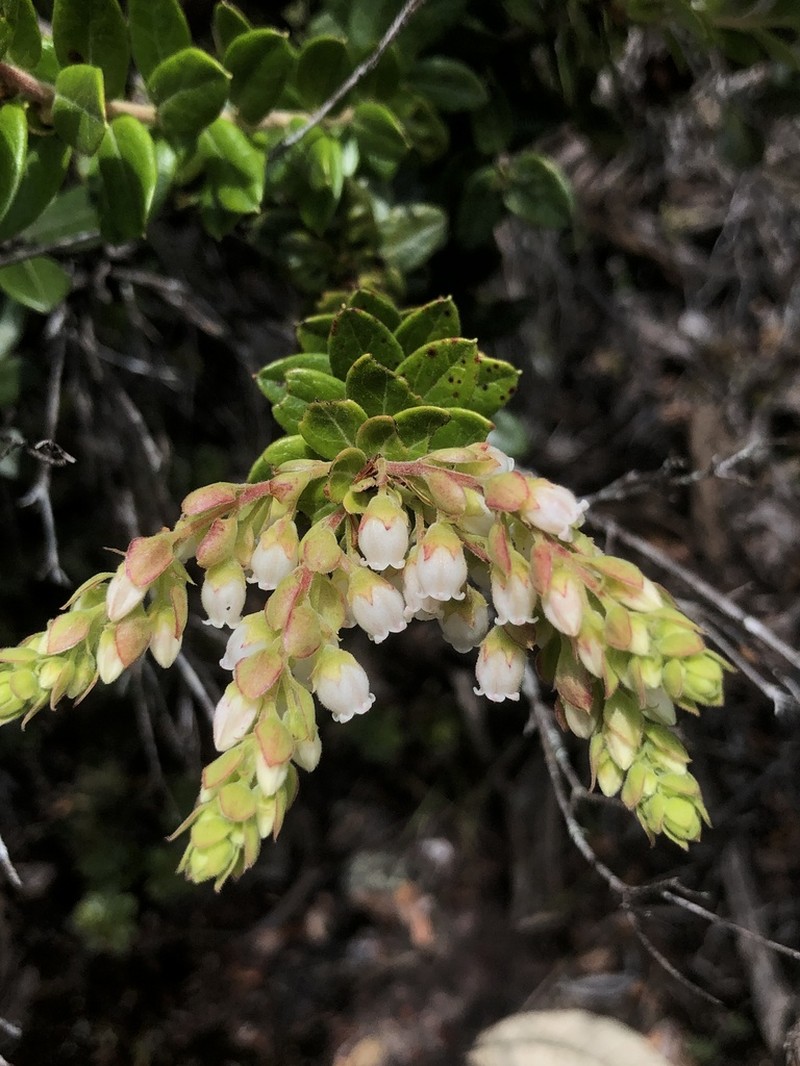 Gaylussacia virgata photo 4