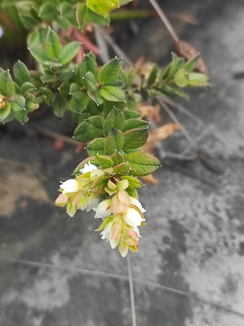 Gaylussacia virgata photo 5