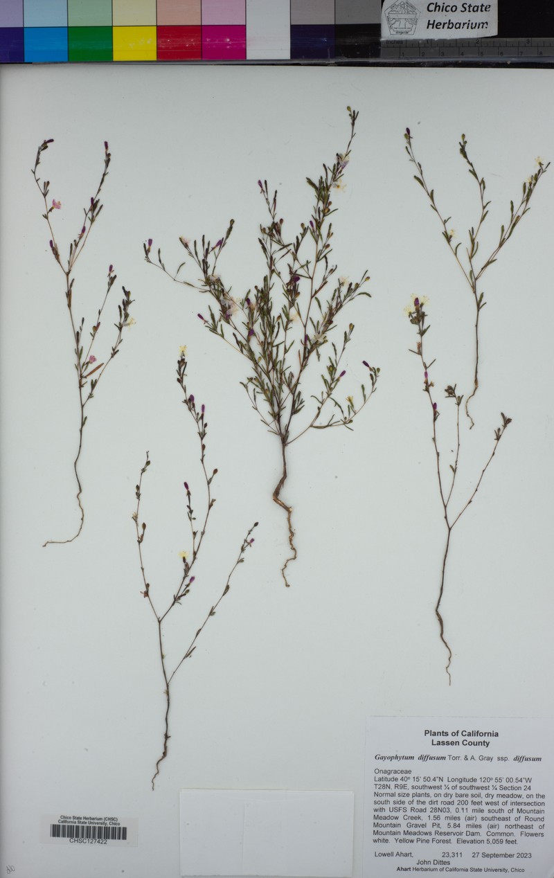Gayophytum diffusum subsp. diffusum photo 4