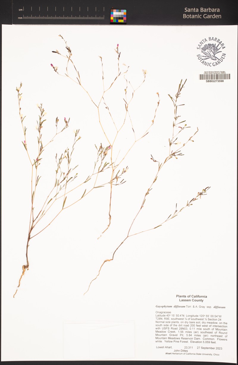 Gayophytum diffusum subsp. diffusum