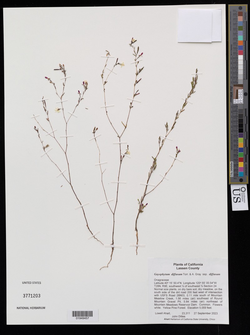 Gayophytum diffusum subsp. diffusum photo 2