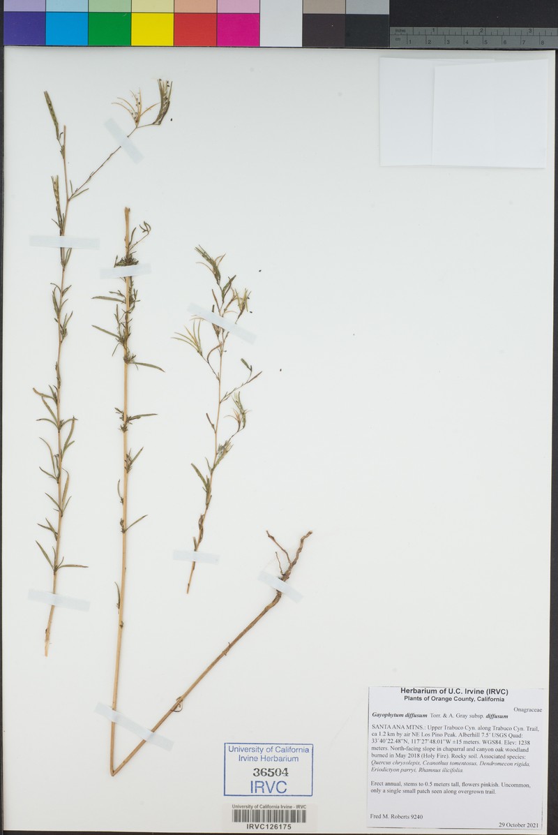 Gayophytum diffusum subsp. diffusum photo 3