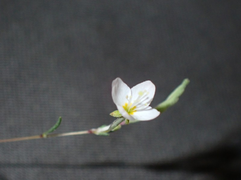 Gayophytum diffusum subsp. parviflorum