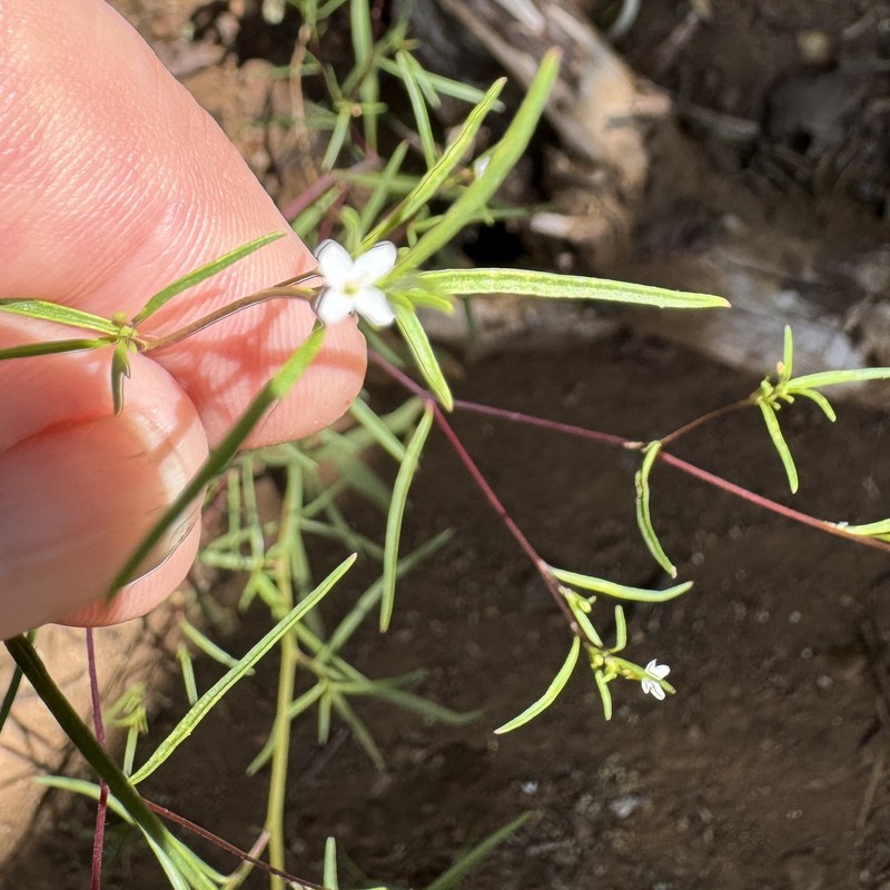 Gayophytum diffusum subsp. parviflorum photo 2