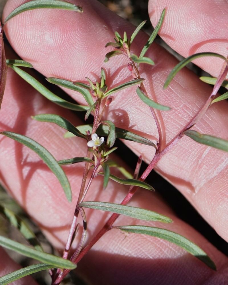 Gayophytum diffusum subsp. parviflorum photo 3