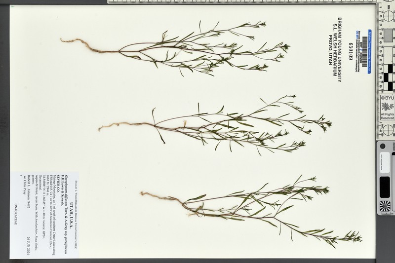 Gayophytum diffusum subsp. parviflorum photo 5